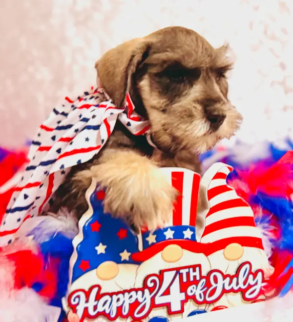 A Showtime Pups miniature schnauzer puppy