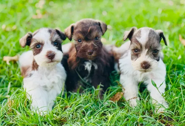 A Showtime Pups miniature schnauzer puppy