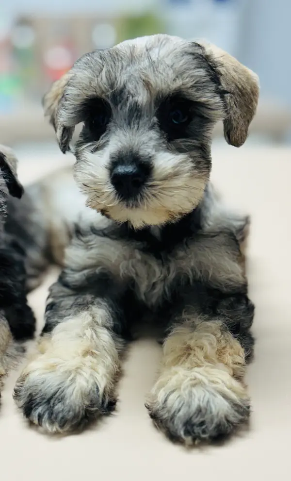 A Showtime Pups miniature schnauzer puppy
