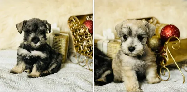 A Showtime Pups miniature schnauzer puppy