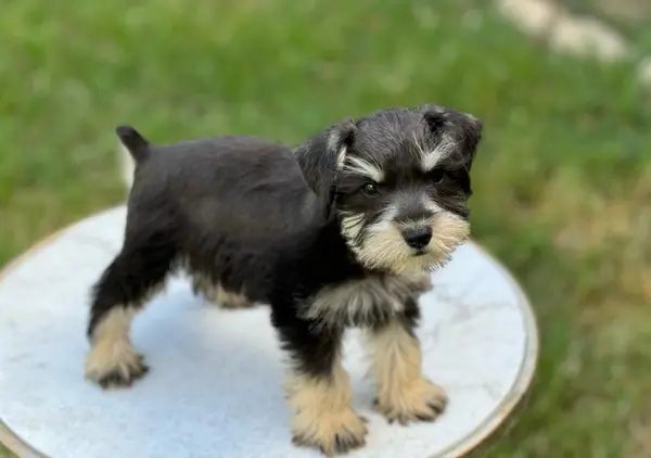 A Showtime Pups miniature schnauzer puppy