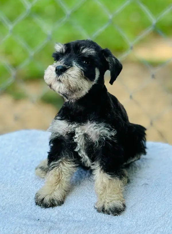 A Showtime Pups miniature schnauzer puppy