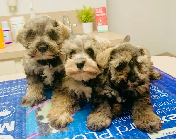 A Showtime Pups miniature schnauzer puppy