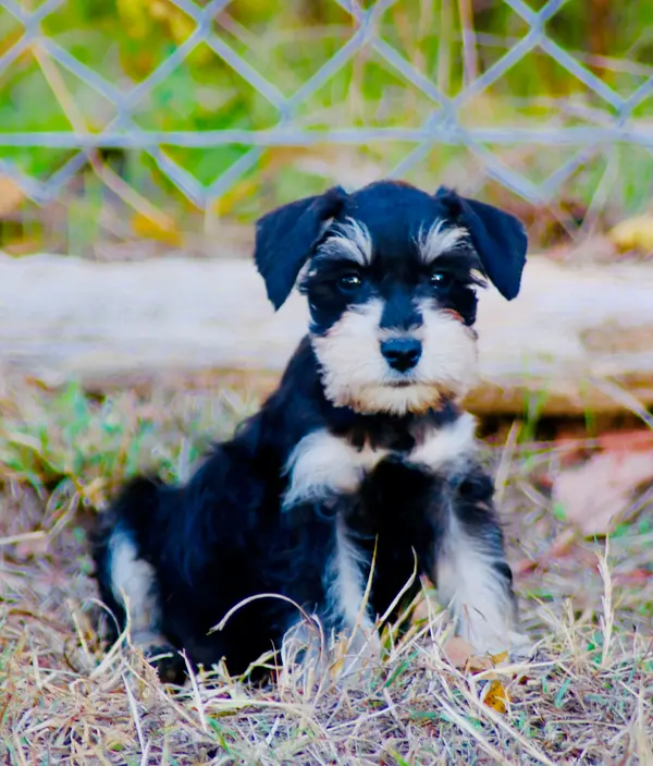 A Showtime Pups miniature schnauzer puppy