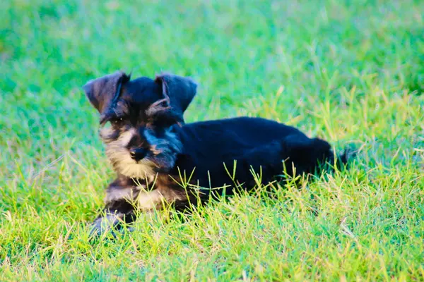 A Showtime Pups miniature schnauzer puppy