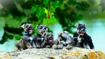 A Showtime Pups miniature schnauzer puppy