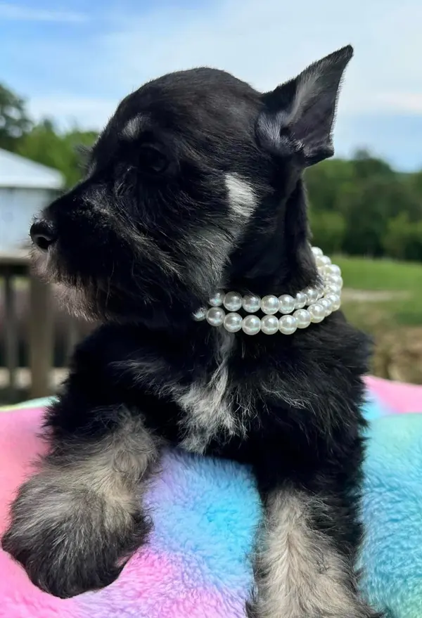 A Showtime Pups miniature schnauzer puppy