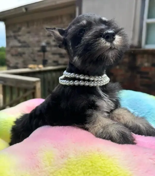 A Showtime Pups miniature schnauzer puppy