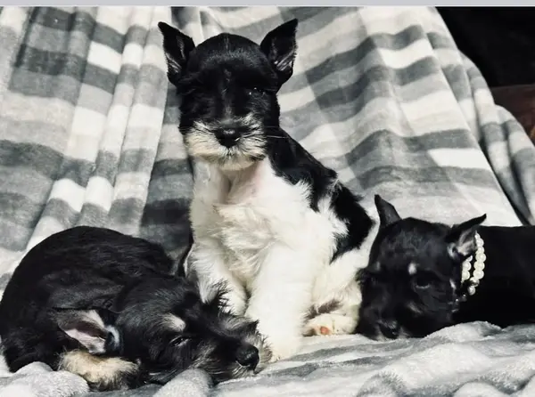 A Showtime Pups miniature schnauzer puppy