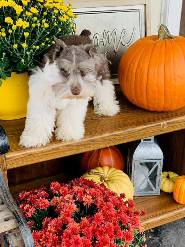 A miniature schnauzer at Showtime Pups