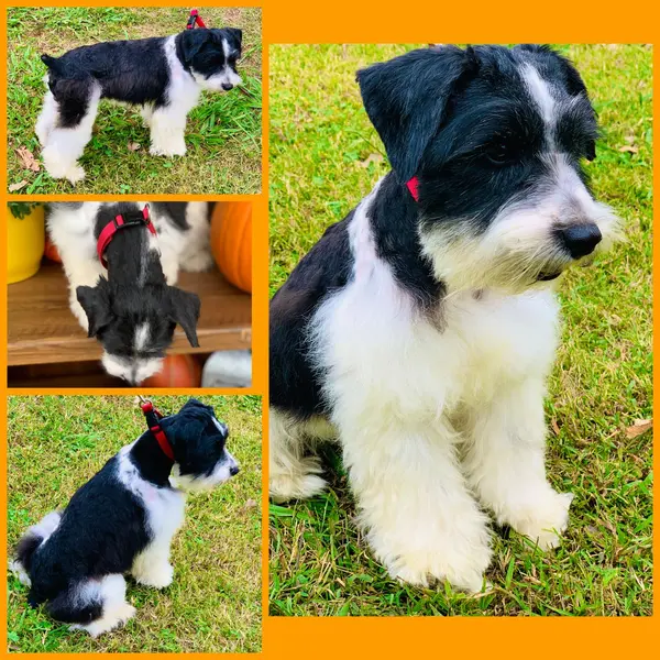 A Showtime Pups miniature schnauzer puppy
