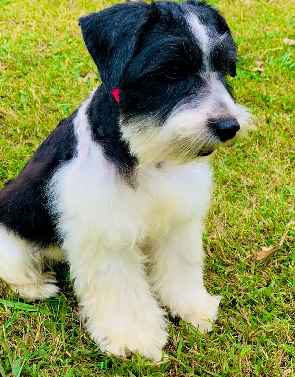 A Showtime Pups miniature schnauzer puppy