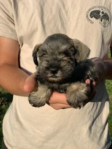 A Showtime Pups miniature schnauzer puppy