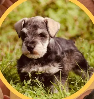 A Showtime Pups miniature schnauzer puppy