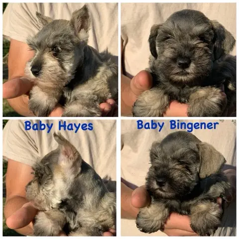 A Showtime Pups miniature schnauzer puppy