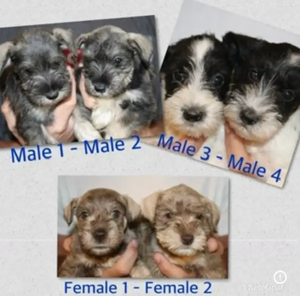 A Showtime Pups miniature schnauzer puppy