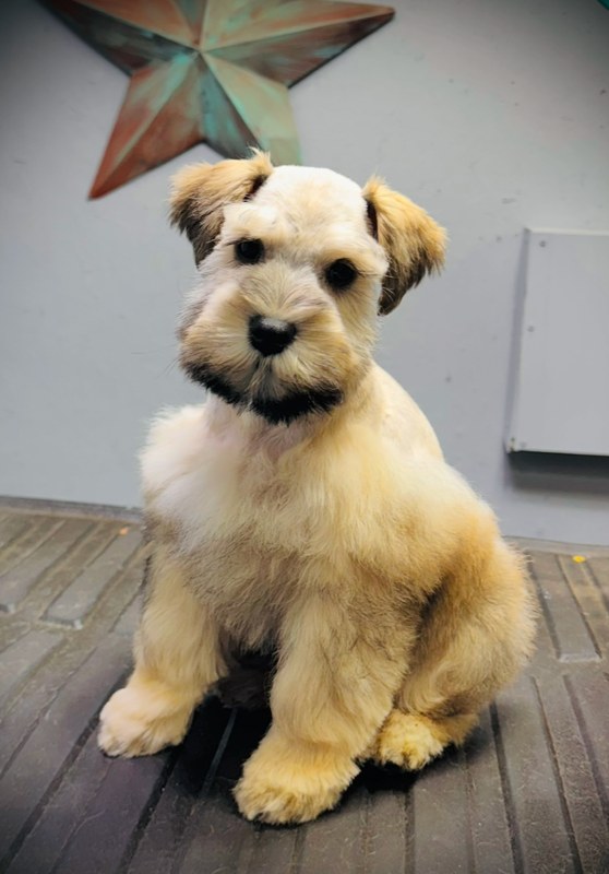 A cream miniature schnauzer puppy sitting on the porch